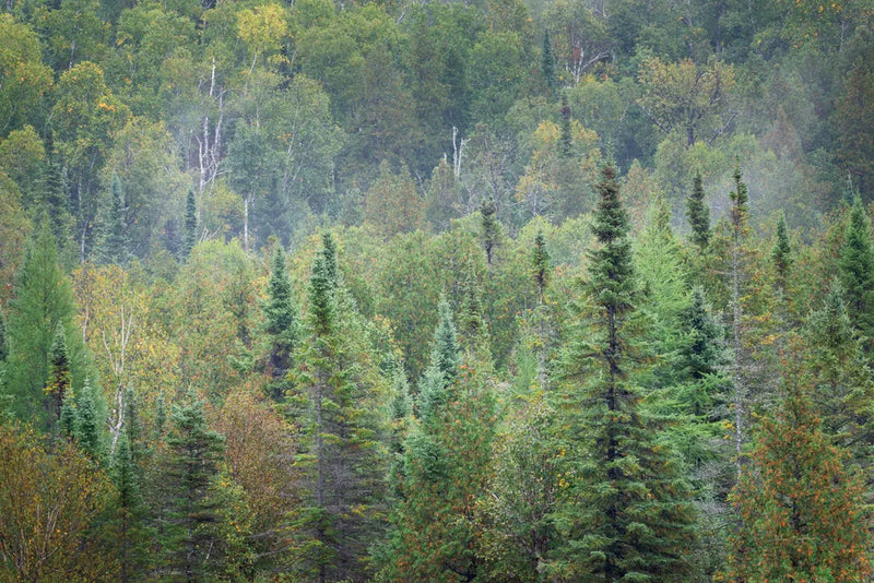 Superior National Forest II by Alan Majchrowicz. SKU 52754i. Archival Giclee Fine art print for wall decor.