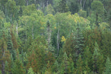 Superior National Forest III by Alan Majchrowicz. SKU 52755i. Archival Giclee Fine art print for wall decor.