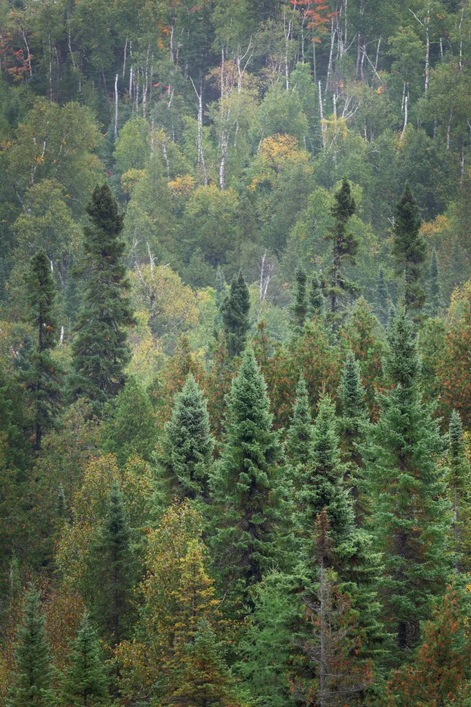 Superior National Forest IV by Alan Majchrowicz. SKU 52756h. Archival Giclee Fine art print for wall decor.