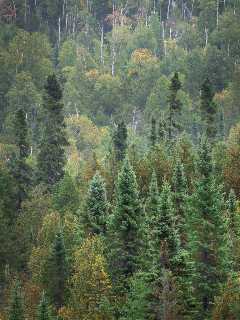 Superior National Forest IV Crop by Alan Majchrowicz