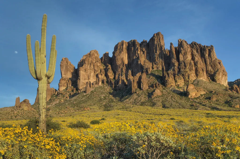 Superstition Mountains Saguaro by Alan Majchrowicz. SKU 84039i. Archival Giclee Fine art print for wall decor.
