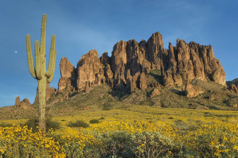 Superstition Mountains Saguaro by Alan Majchrowicz. SKU 84039i. Archival Giclee Fine art print for wall decor.