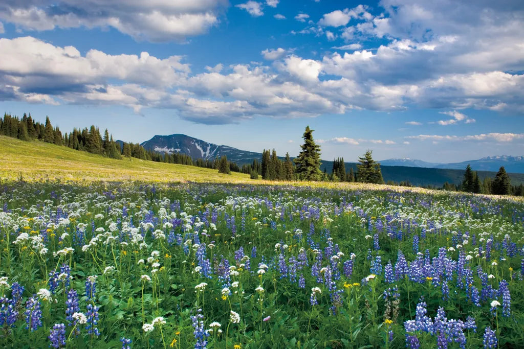 Trophy Meadows by Alan Majchrowicz. SKU 36206i. Archival Giclee Fine art print for wall decor.
