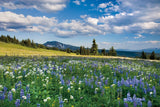 Trophy Meadows by Alan Majchrowicz. SKU 36206i. Archival Giclee Fine art print for wall decor.