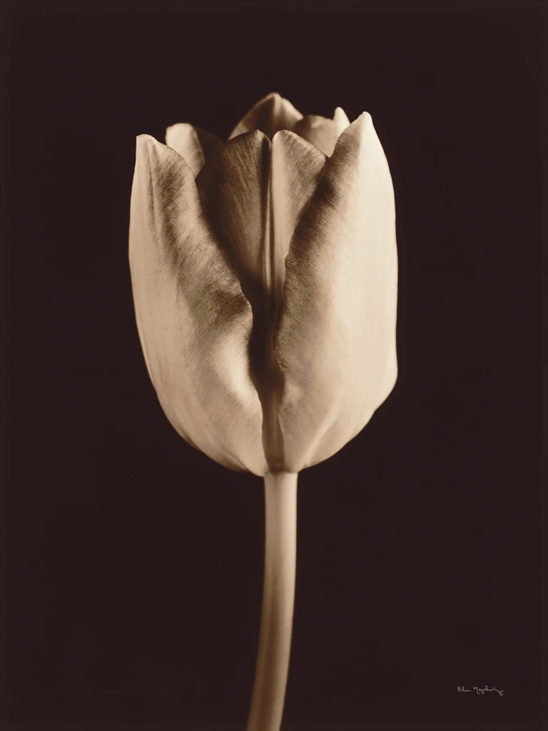 Tulip by Alan Majchrowicz