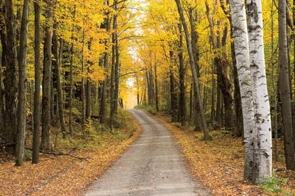 Vermont Country Road by Alan Majchrowicz. SKU 12988i. Archival Giclee Fine art print for wall decor.