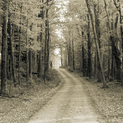 Vermont Country Road Sepia Crop by Alan Majchrowicz. SKU 19982a. Archival Giclee Fine art print for wall decor.