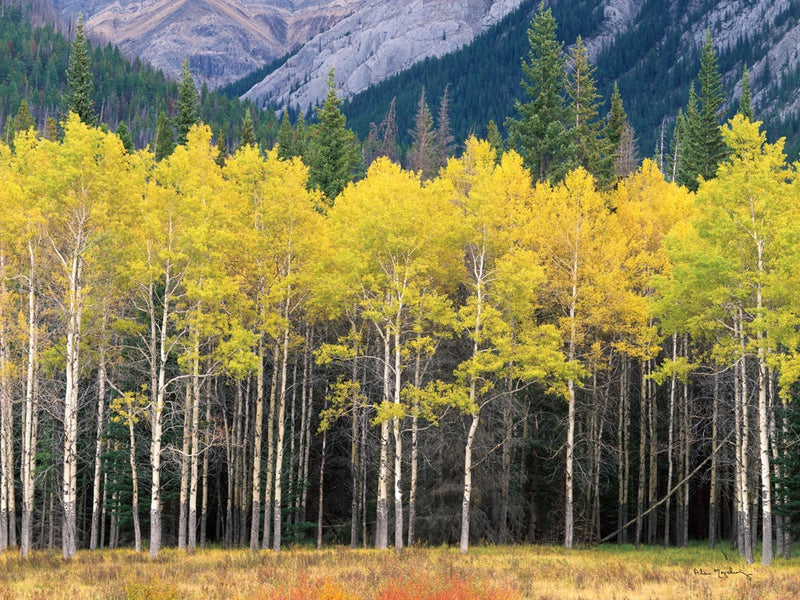 View of the Aspen Grove by Alan Majchrowicz