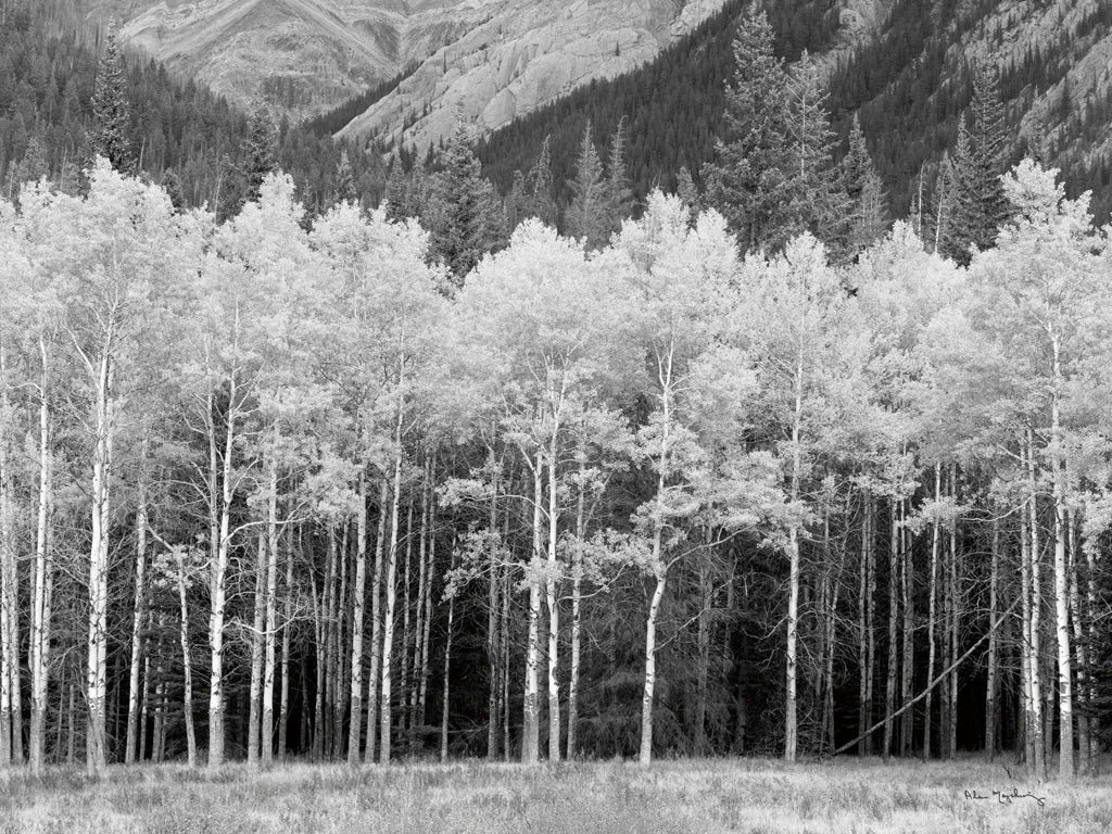 View of the Aspen Grove BW by Alan Majchrowicz