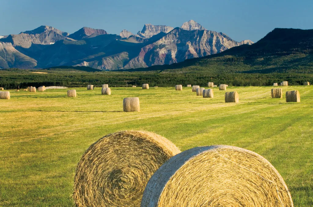 Waterton Hay Bales by Alan Majchrowicz. SKU 53741i. Archival Giclee Fine art print for wall decor.