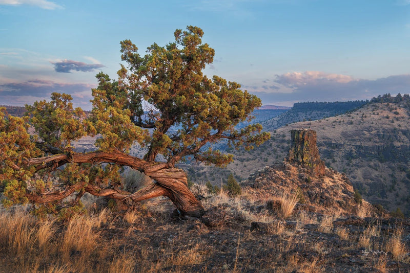 Western Juniper by Alan Majchrowicz