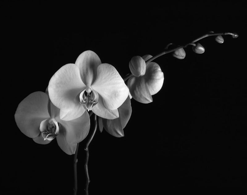 White Orchids II by Alan Majchrowicz