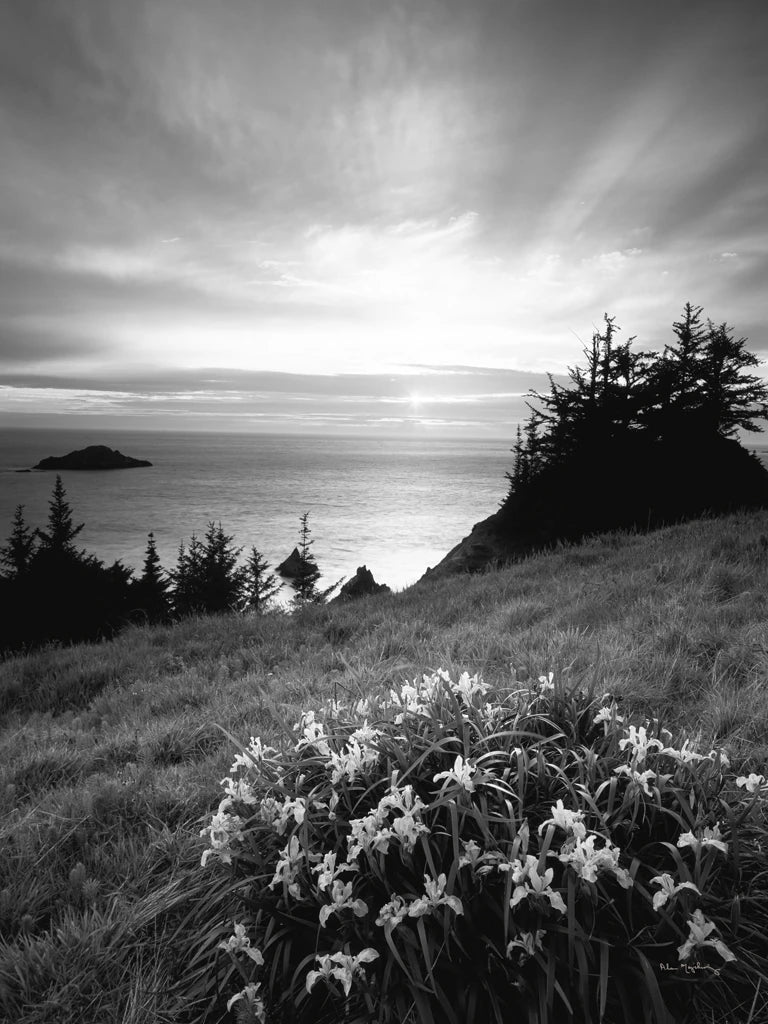 Wild Iris at Sunset BW by Alan Majchrowicz