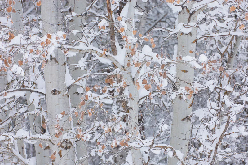 Winter Aspens Closeup by Alan Majchrowicz. SKU 60967i. Archival Giclee Fine art print for wall decor.