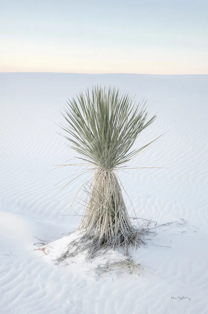 Yucca in White Sands National Monument by Alan Majchrowicz. SKU 61460h. Archival Giclee Fine art print for wall decor.