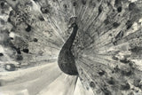 Fanfare Crop by Albena Hristova. SKU 45725i. Archival Giclee Fine art print for wall decor.