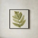 Forest Ferns I by Albena Hristova. Shown in a sleek black glass frame for a contemporary gallery look. Available as an archival giclee rolled canvas, fine art paper, or poster print. SKU 36371a.