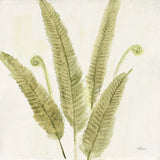 Forest Ferns II by Albena Hristova. SKU 36372a. Archival Giclee Fine art print for wall decor.