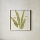 Forest Ferns II by Albena Hristova. Shown in a crisp white glass frame for a clean and minimalist style. Available as an archival giclee rolled canvas, fine art paper, or poster print. SKU 36372a.