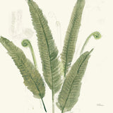 Forest Ferns II Dark by Albena Hristova. SKU 54077a. Archival Giclee Fine art print for wall decor.