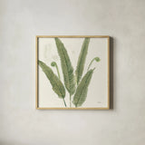 Forest Ferns II Dark by Albena Hristova. Shown in a natural wood glass frame for a timeless modern aesthetic. Available as an archival giclee rolled canvas, fine art paper, or poster print. SKU 54077a.