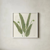 Forest Ferns II Dark by Albena Hristova. Shown in a crisp white glass frame for a clean and minimalist style. Available as an archival giclee rolled canvas, fine art paper, or poster print. SKU 54077a.