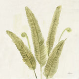 Forest Ferns II v2 by Albena Hristova. SKU 36988a. Archival Giclee Fine art print for wall decor.