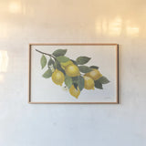 Lemon Branch I by Albena Hristova. shown as a paper print in a natural frame. Available as a archival giclee rolled canvas, fine art paper, or poster print. SKU 72451i.