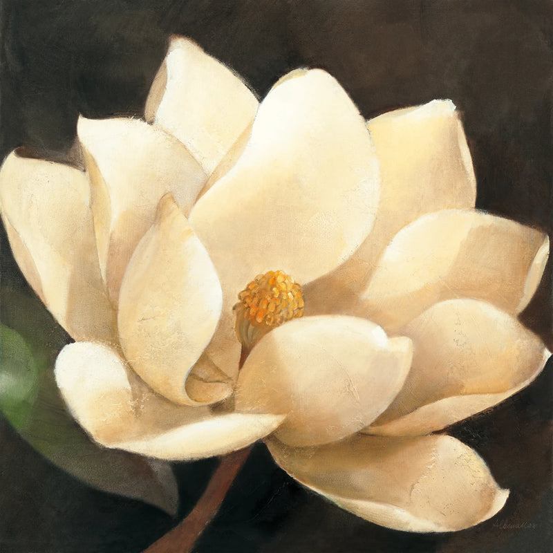 Magnolia Blossom by Albena Hristova