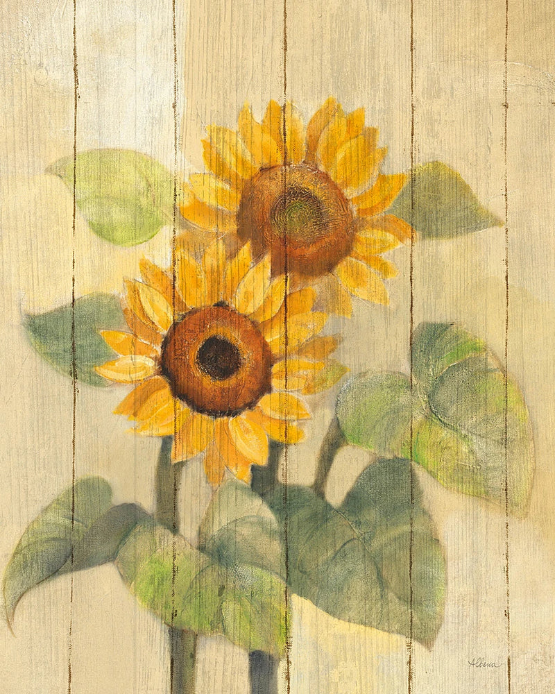 Summer Sunflowers I on Barn Board by Albena Hristova