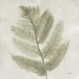 Watercolor Forest Ferns I by Albena Hristova. SKU 86701a. Archival Giclee Fine art print for wall decor.