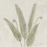 Watercolor Forest Ferns II v2 by Albena Hristova. SKU 86702a. Archival Giclee Fine art print for wall decor.