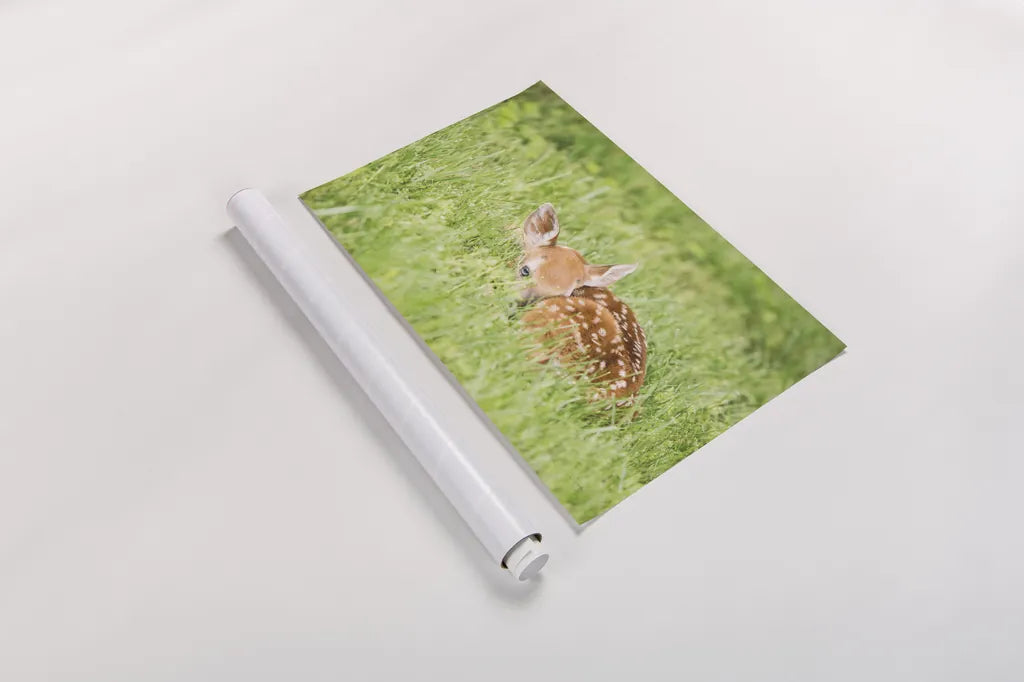 A Fawn by Aledanda. shown as a rolled paper print. Available as archival giclee rolled canvas, fine art paper, or poster print. SKU 53593i.