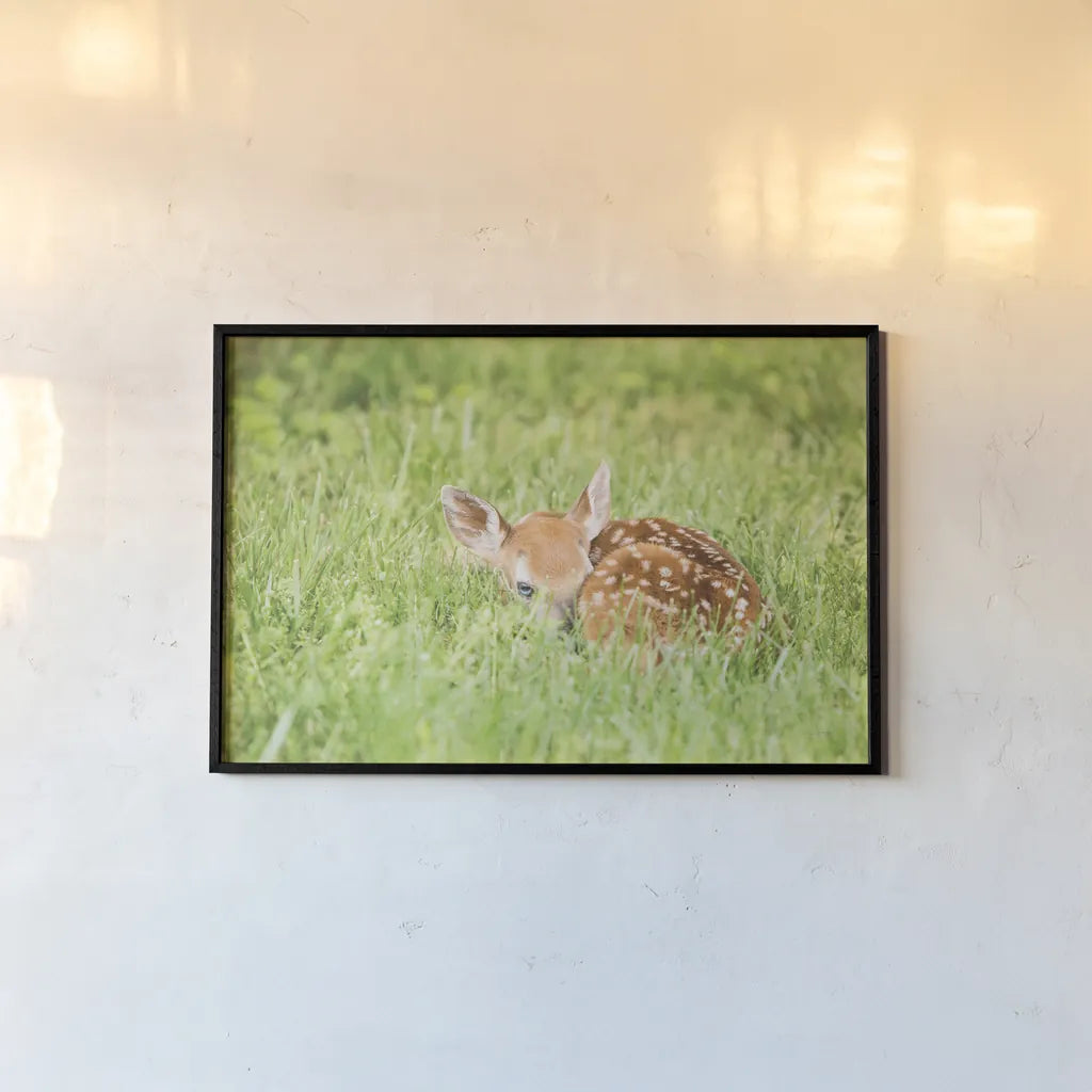 A Fawn by Aledanda. shown as a paper print in a black flame. Available as a archival giclee rolled canvas, fine art paper, or poster print. SKU 53593i.
