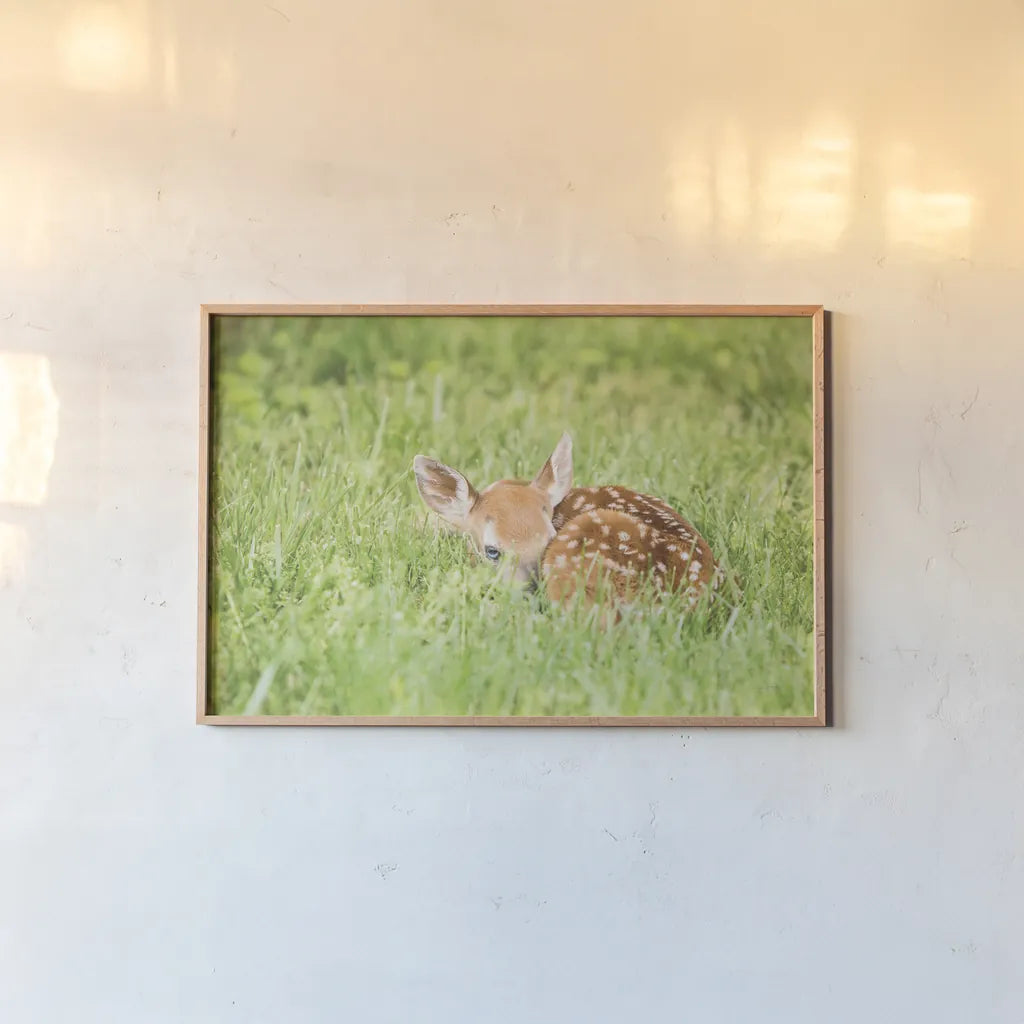 A Fawn by Aledanda. shown as a paper print in a natural frame. Available as a archival giclee rolled canvas, fine art paper, or poster print. SKU 53593i.