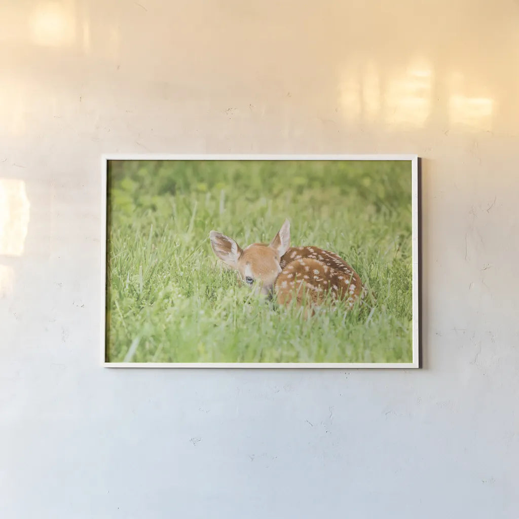 A Fawn by Aledanda. shown as a paper print in a white frame. Available as a archival giclee rolled canvas, fine art paper, or poster print. SKU 53593i.