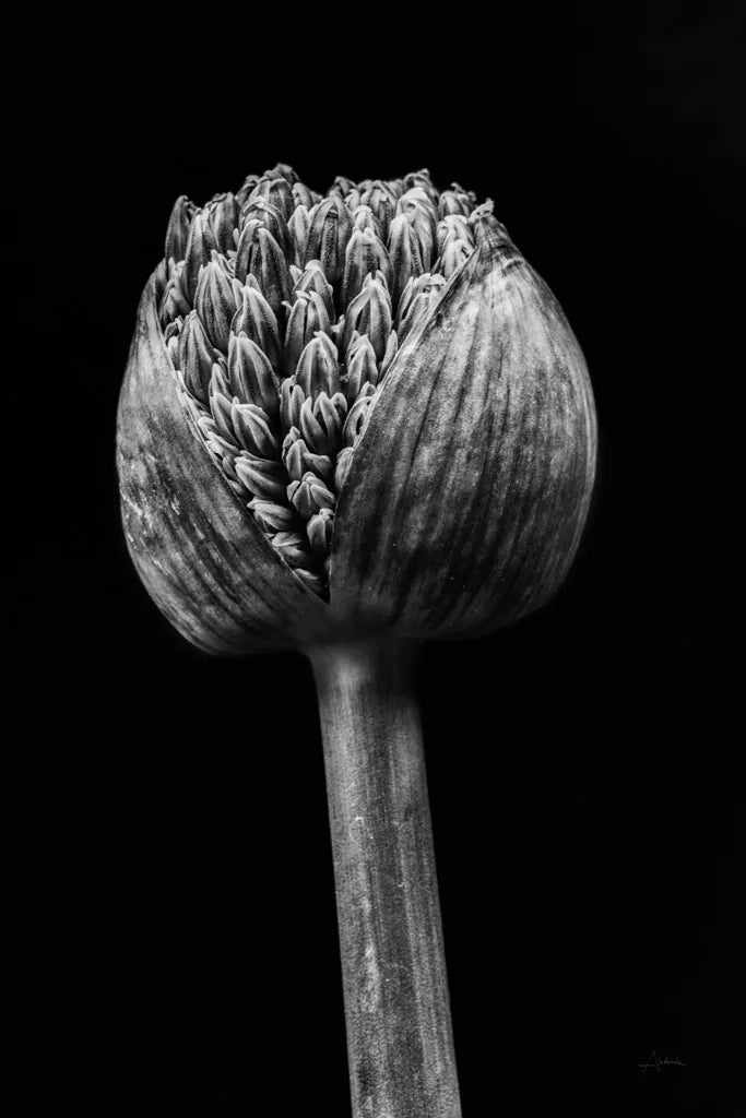 Allium I by Aledanda. SKU 55258h. Archival Giclee Fine art print for wall decor.