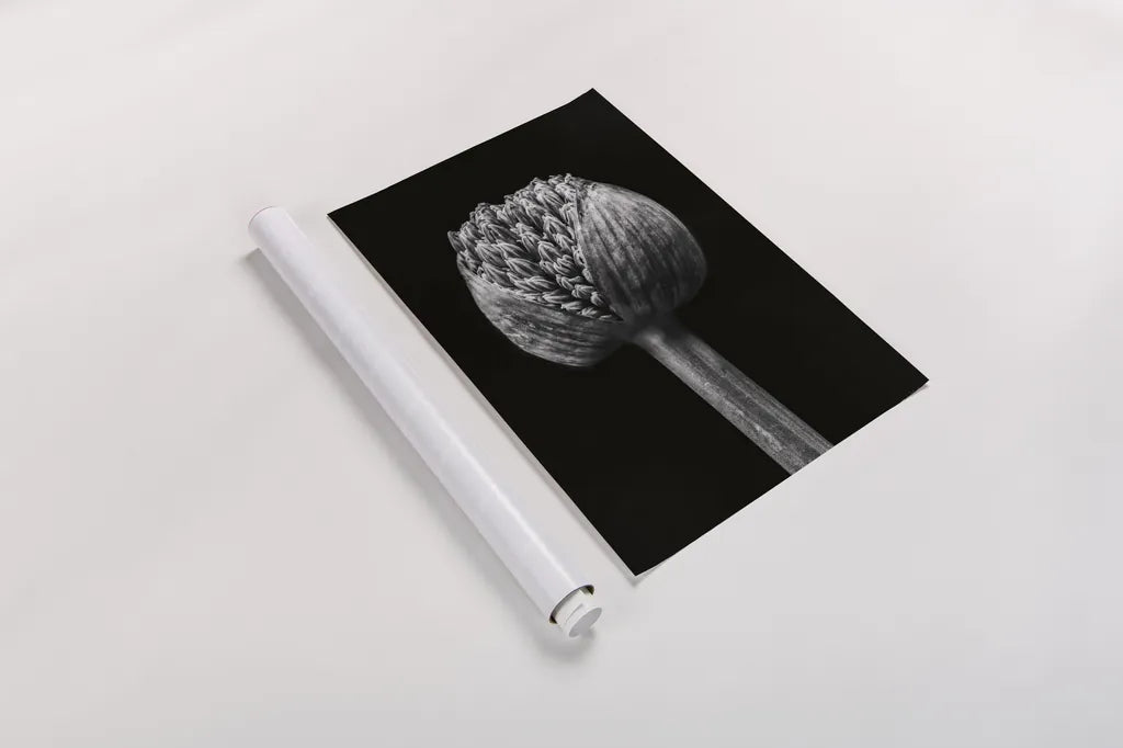 Allium I by Aledanda. shown as a rolled paper print. Available as archival giclee rolled canvas, fine art paper, or poster print. SKU 55258h.