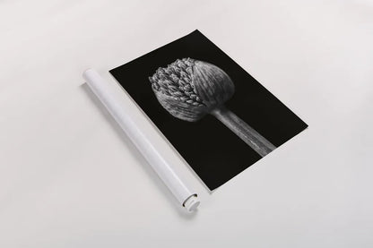 Allium I by Aledanda. shown as a rolled paper print. Available as archival giclee rolled canvas, fine art paper, or poster print. SKU 55258h.
