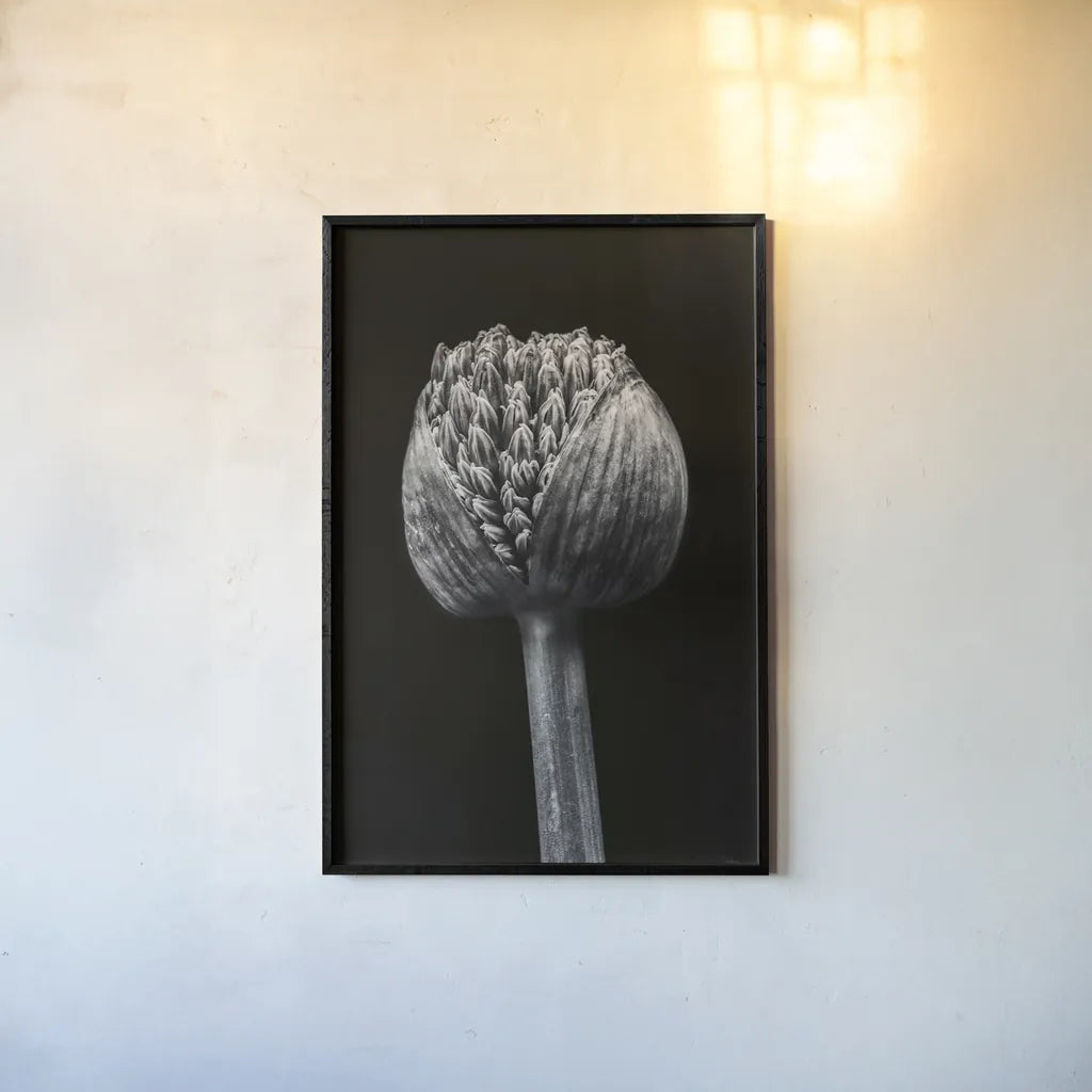 Allium I by Aledanda. shown as a paper print in a black flame. Available as a archival giclee rolled canvas, fine art paper, or poster print. SKU 55258h.