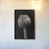 Allium I by Aledanda. shown as a paper print in a black flame. Available as a archival giclee rolled canvas, fine art paper, or poster print. SKU 55258h.