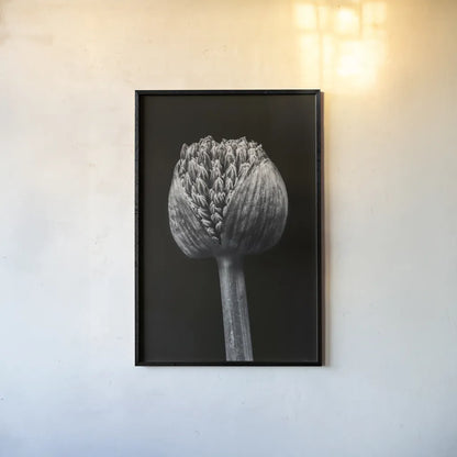 Allium I by Aledanda. shown as a paper print in a black flame. Available as a archival giclee rolled canvas, fine art paper, or poster print. SKU 55258h.