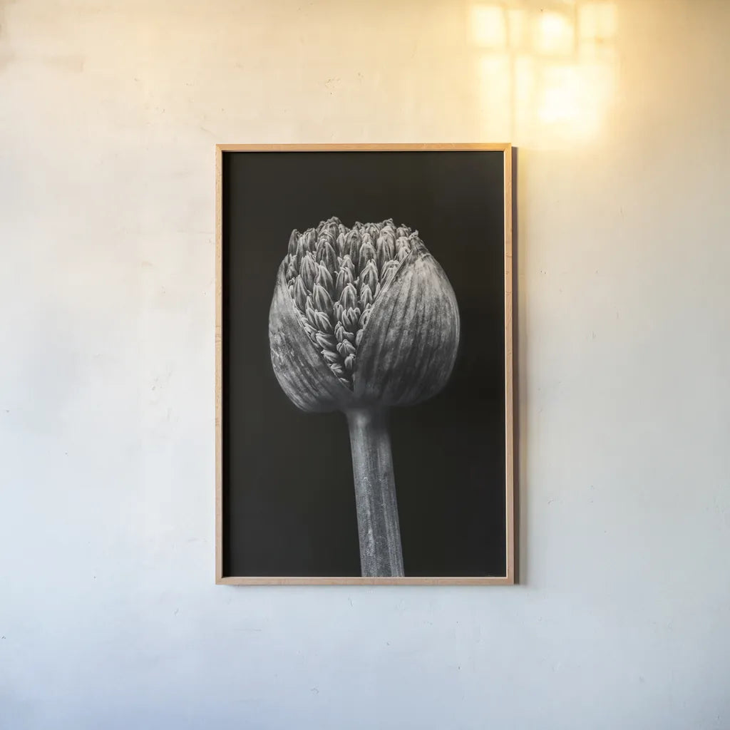 Allium I by Aledanda. shown as a paper print in a natural frame. Available as a archival giclee rolled canvas, fine art paper, or poster print. SKU 55258h.