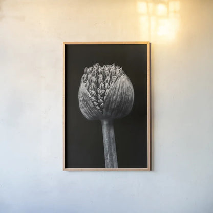 Allium I by Aledanda. shown as a paper print in a natural frame. Available as a archival giclee rolled canvas, fine art paper, or poster print. SKU 55258h.