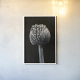 Allium I by Aledanda. shown as a paper print in a white frame. Available as a archival giclee rolled canvas, fine art paper, or poster print. SKU 55258h.