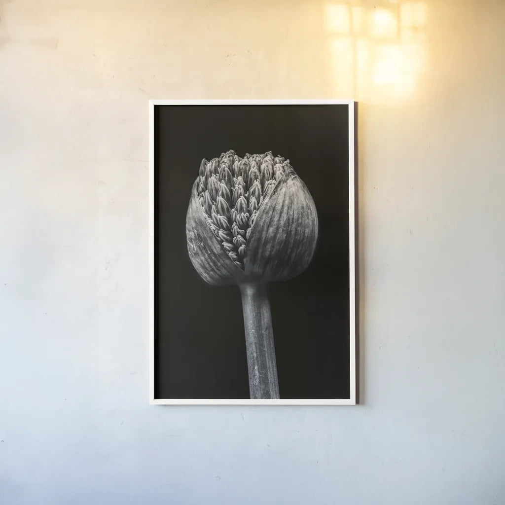 Allium I by Aledanda. shown as a paper print in a white frame. Available as a archival giclee rolled canvas, fine art paper, or poster print. SKU 55258h.