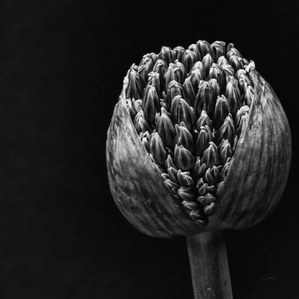 Allium II by Aledanda. SKU 55259a. Archival Giclee Fine art print for wall decor.