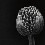 Allium II by Aledanda. SKU 55259a. Archival Giclee Fine art print for wall decor.