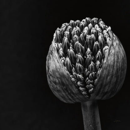 Allium II by Aledanda. SKU 55259a. Archival Giclee Fine art print for wall decor.