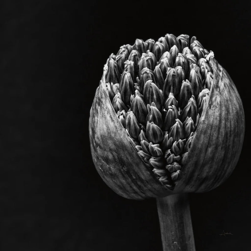 Allium II by Aledanda. SKU 55259a. Archival Giclee Fine art print for wall decor.